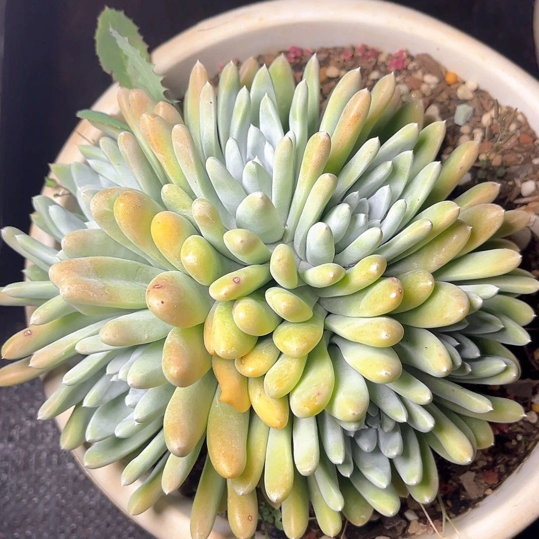 花朵厚叶白姆多头