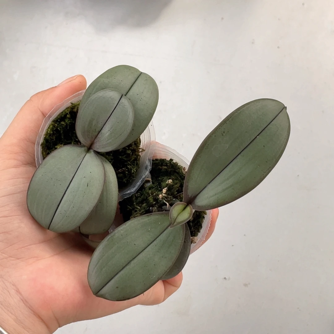 当前无花栽培后可以开花1.7银圆交超银点点细一颗随机发