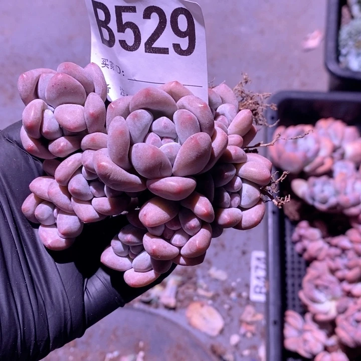 529香水哇哇哇哇哇