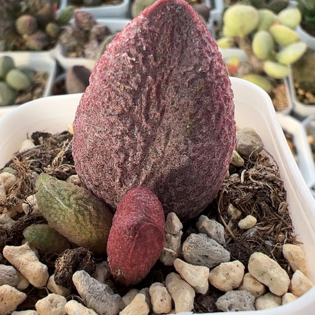 实生新品大苗多肉植物水泡