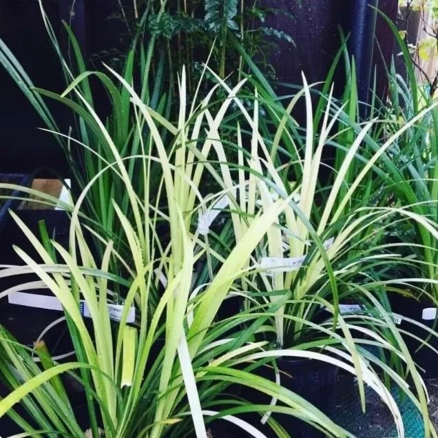 英国山麦冬盆栽纯金啤酒庭院阳台多年生四季常绿耐寒耐热观赏草