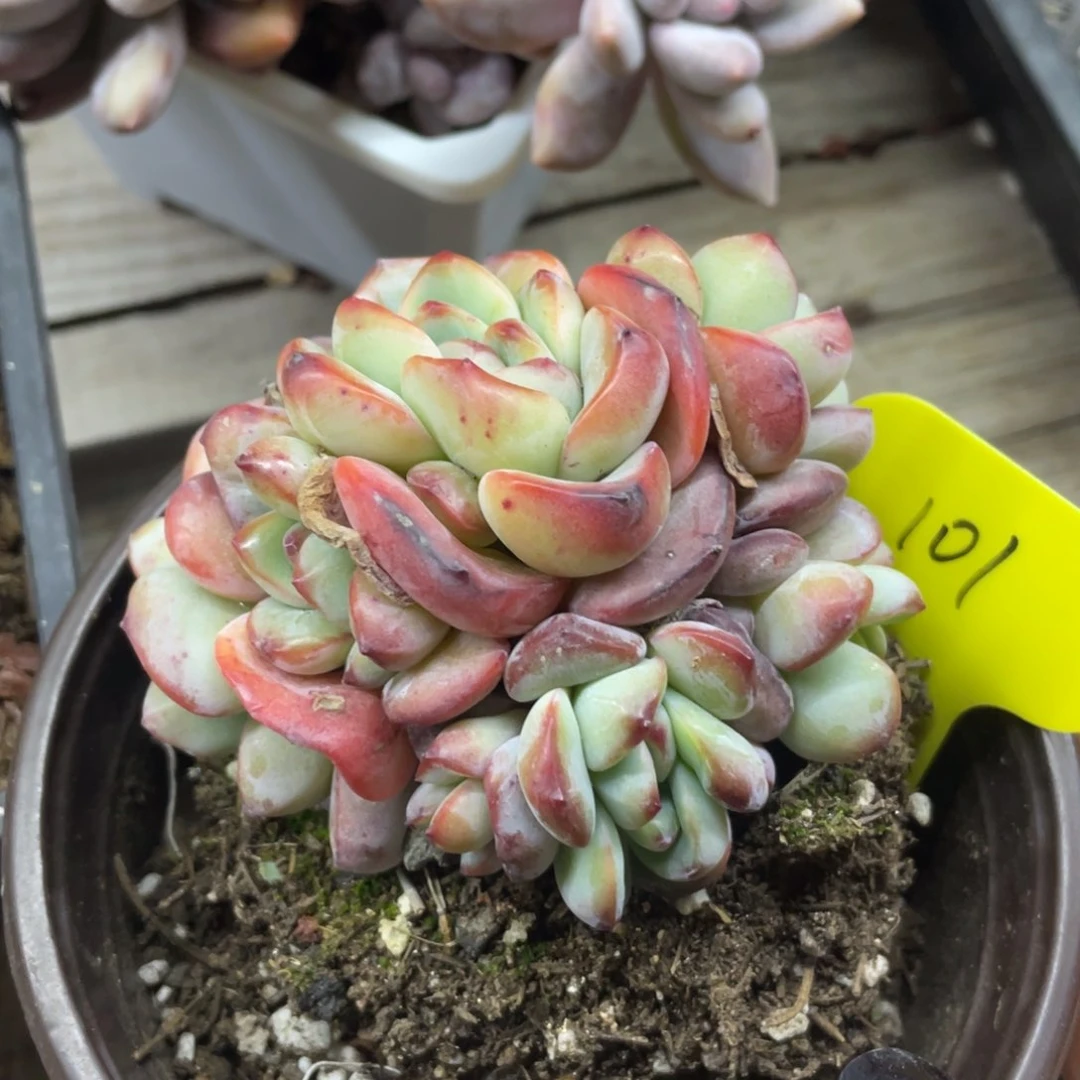 泡芙七头无砍群生101号