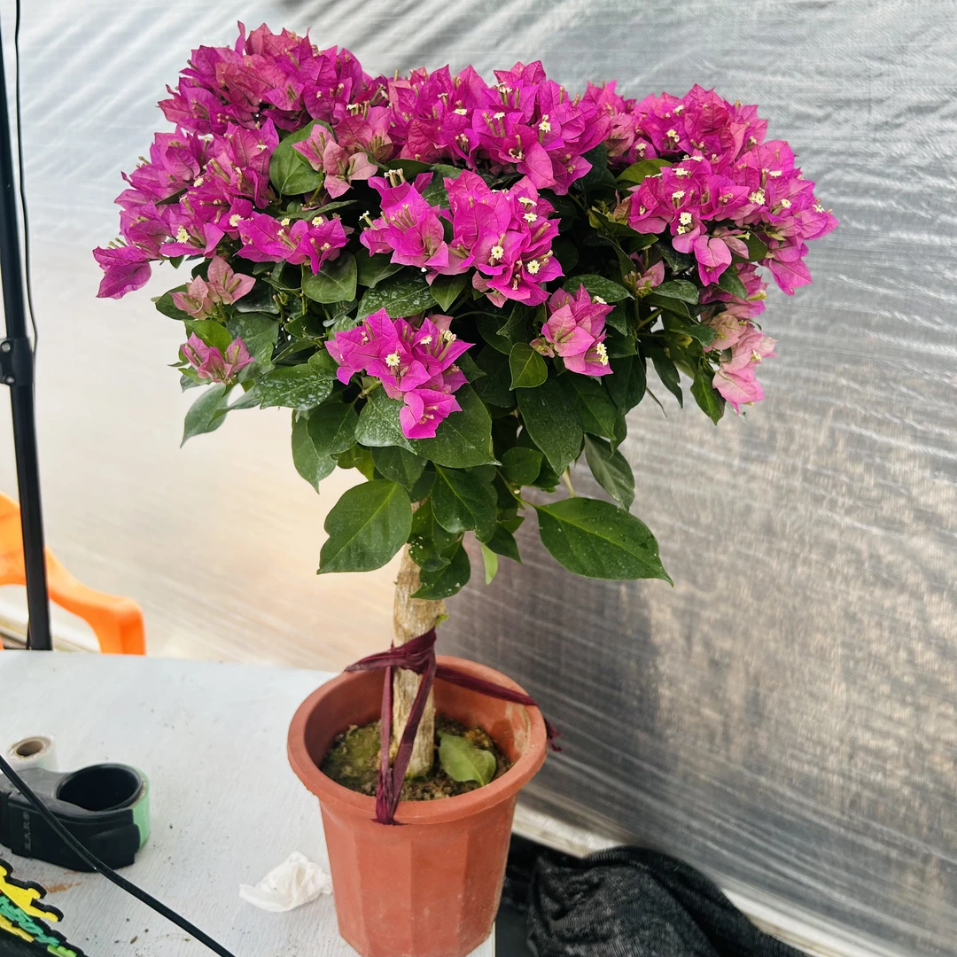 超大桩（小叶紫）三角梅四季开花阳台花卉掉花掉叶介意慎拍