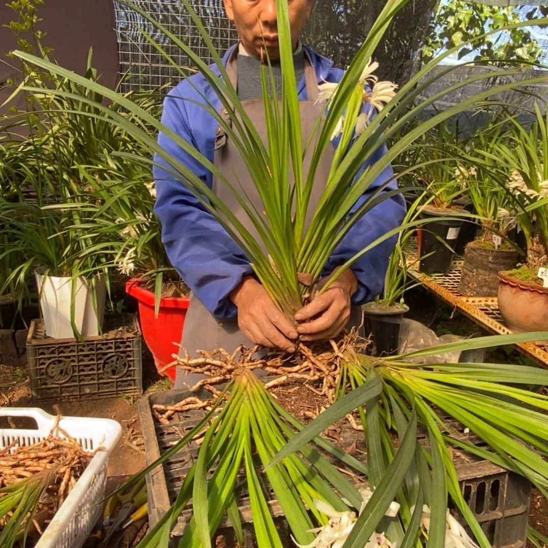 完全开放棕根大雪兰