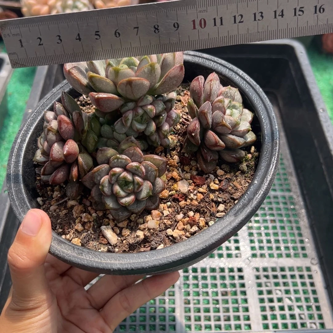 表妹精品多肉植物6250.