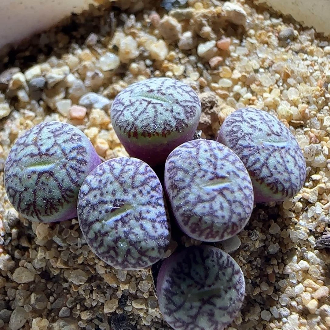 唐草。                 616