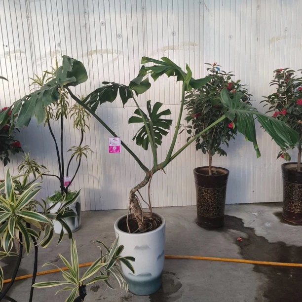 老桩龟背竹绿植盆栽
