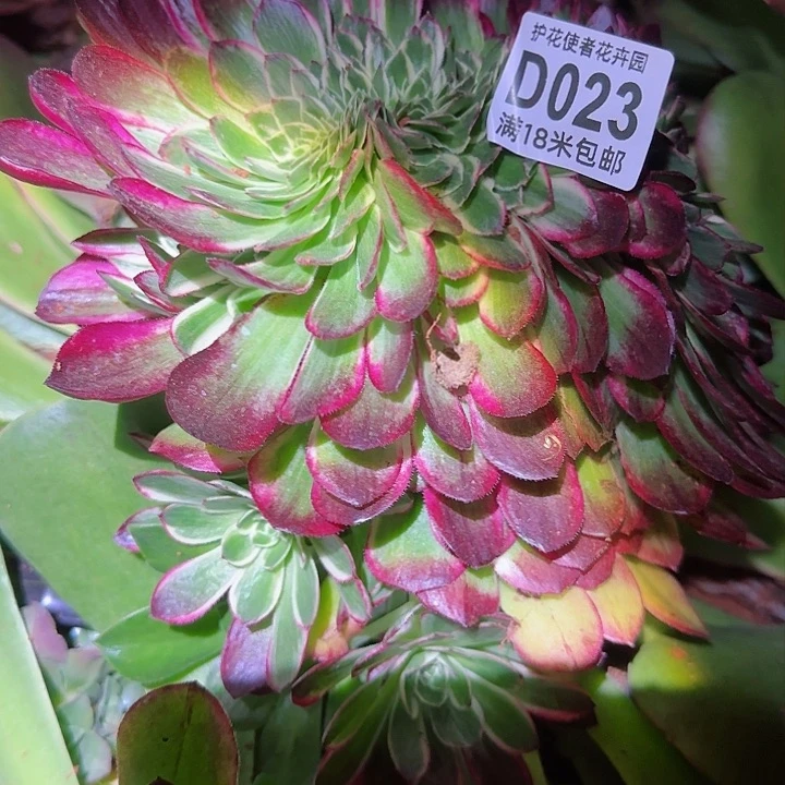 多肉法师海王缀化