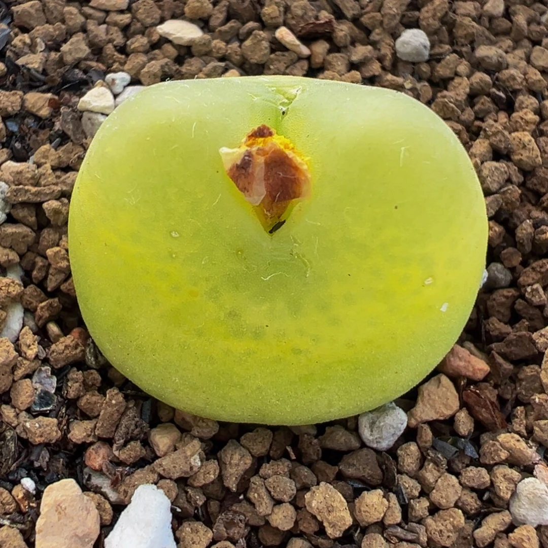 541多肉植物种类多样