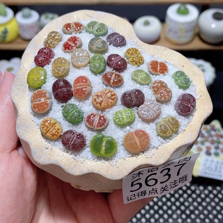 带盆土植物 一物一拍5637