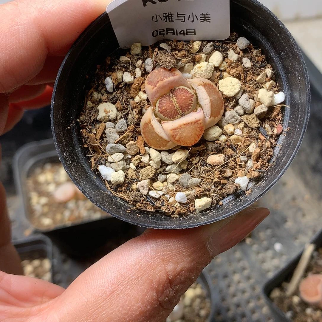 K342多肉植物保护研究所