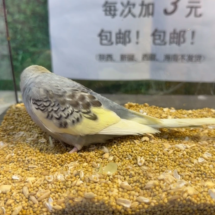 虎皮鹦鹉大头虎皮鹦鹉