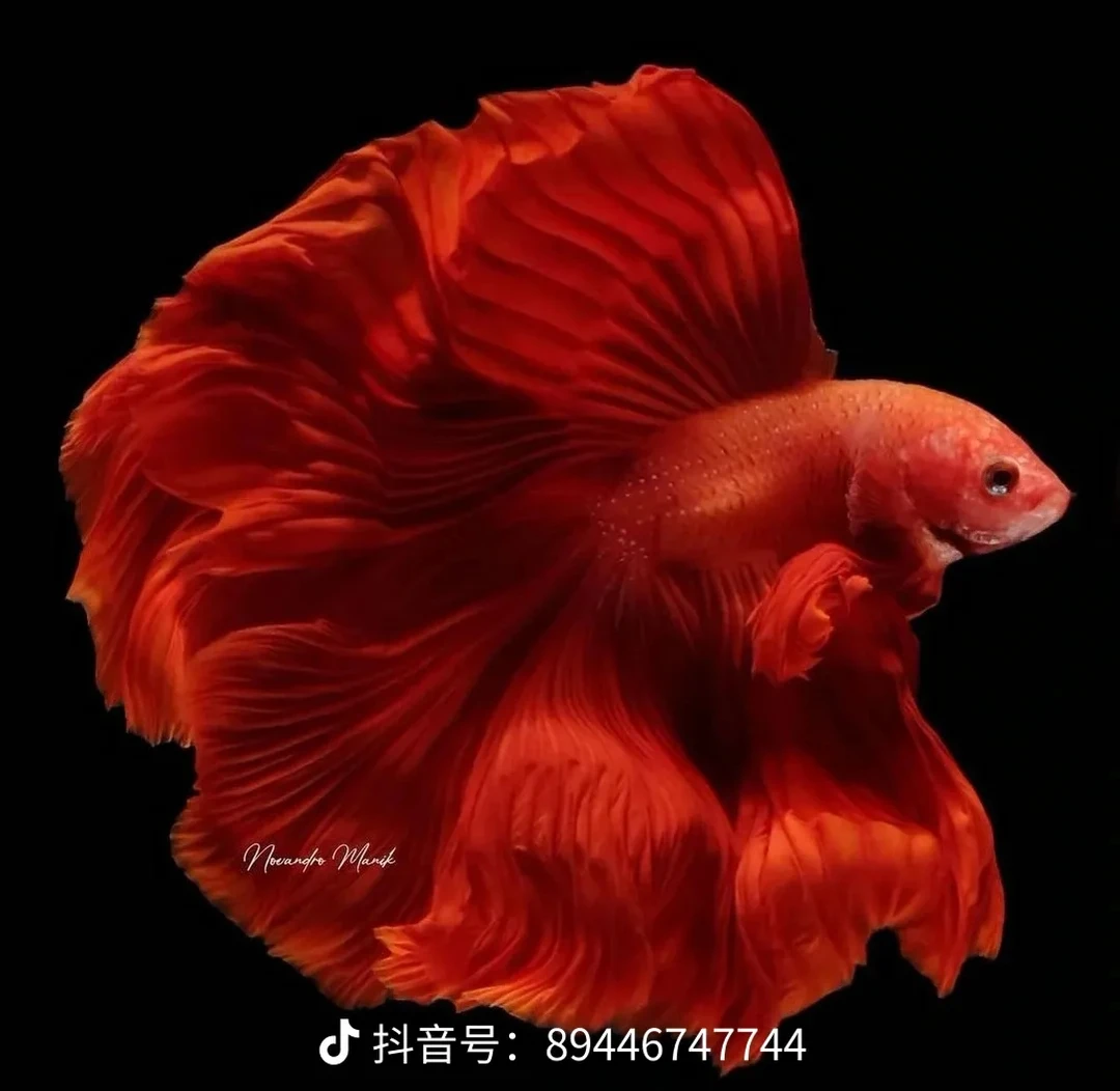 泰国斗鱼精品半月大尾展s531-s550