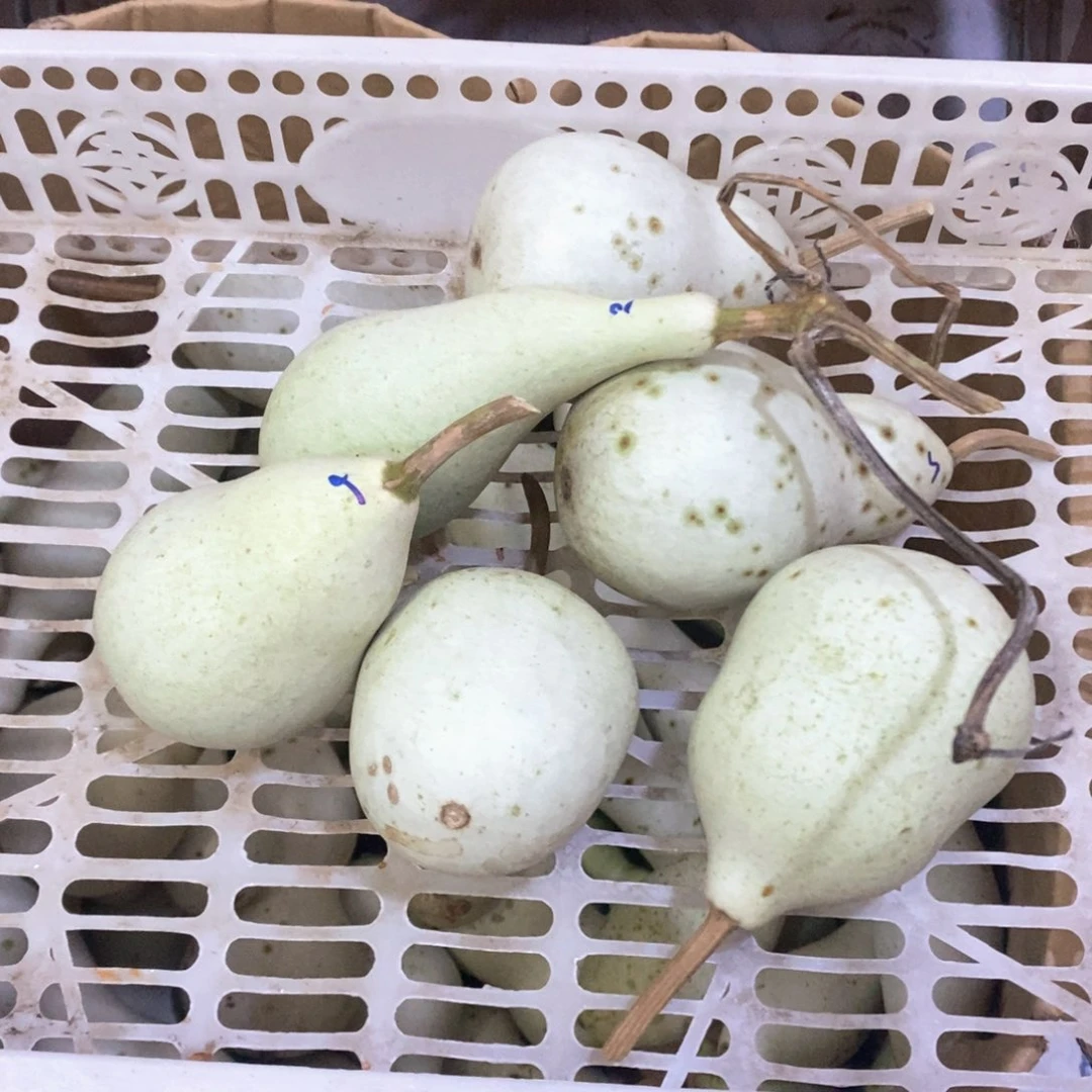 雾*i文玩葫芦青皮葫芦