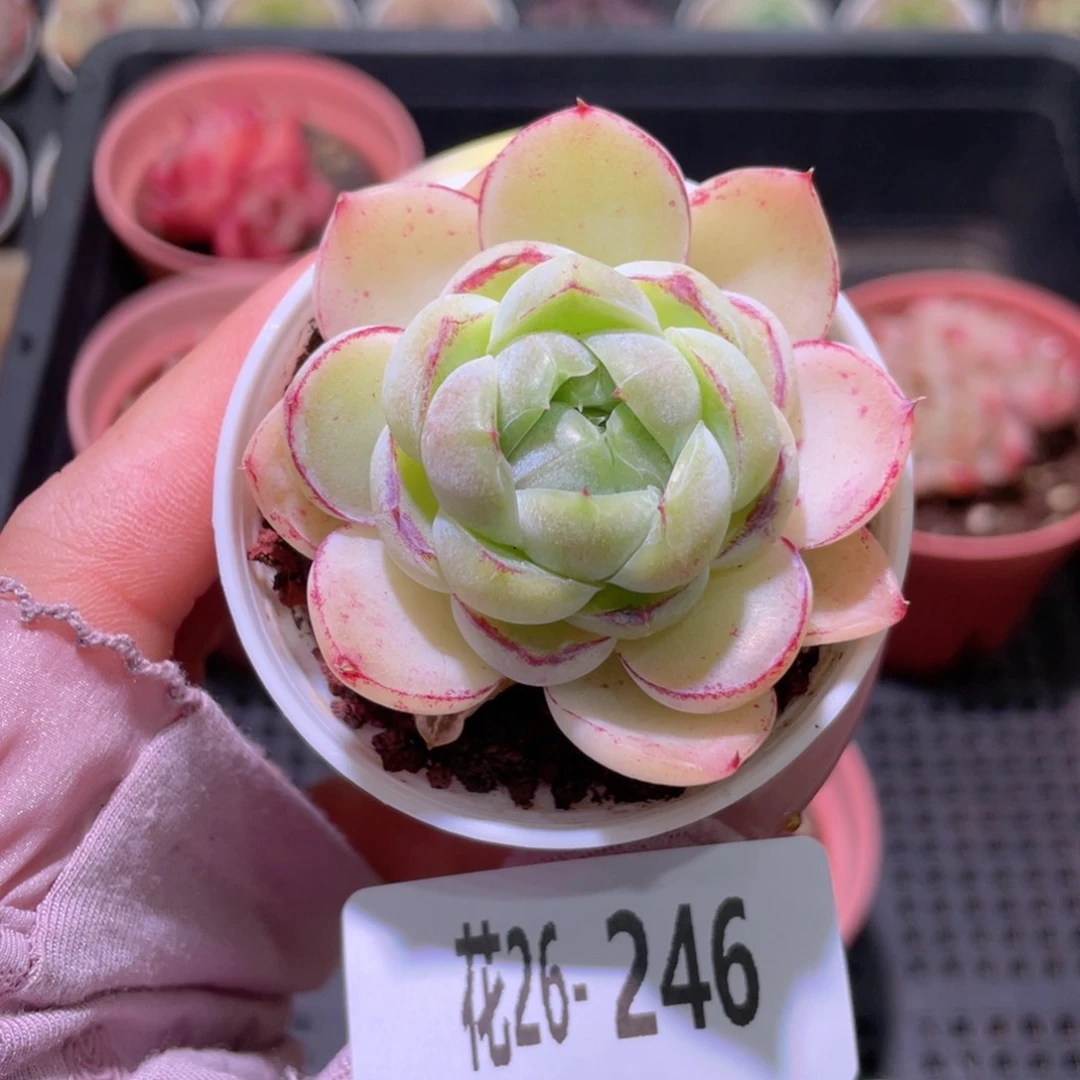 花利美26-246胖虎珍妮