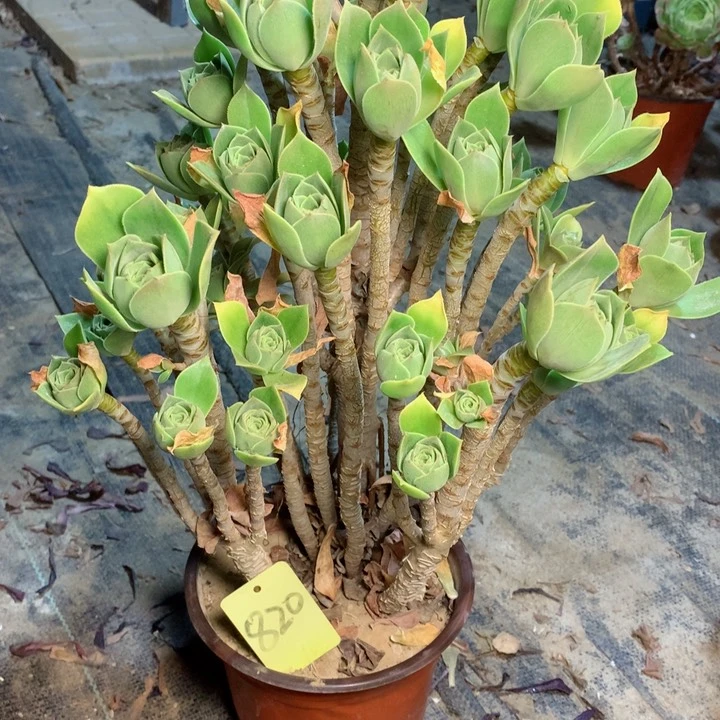 820香附多肉一物一拍