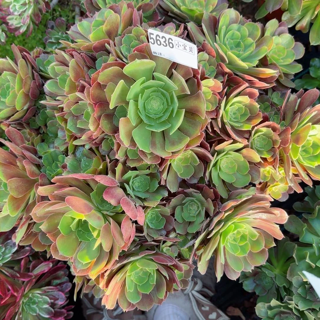 戒****你5636多肉雅典娜多肉多肉