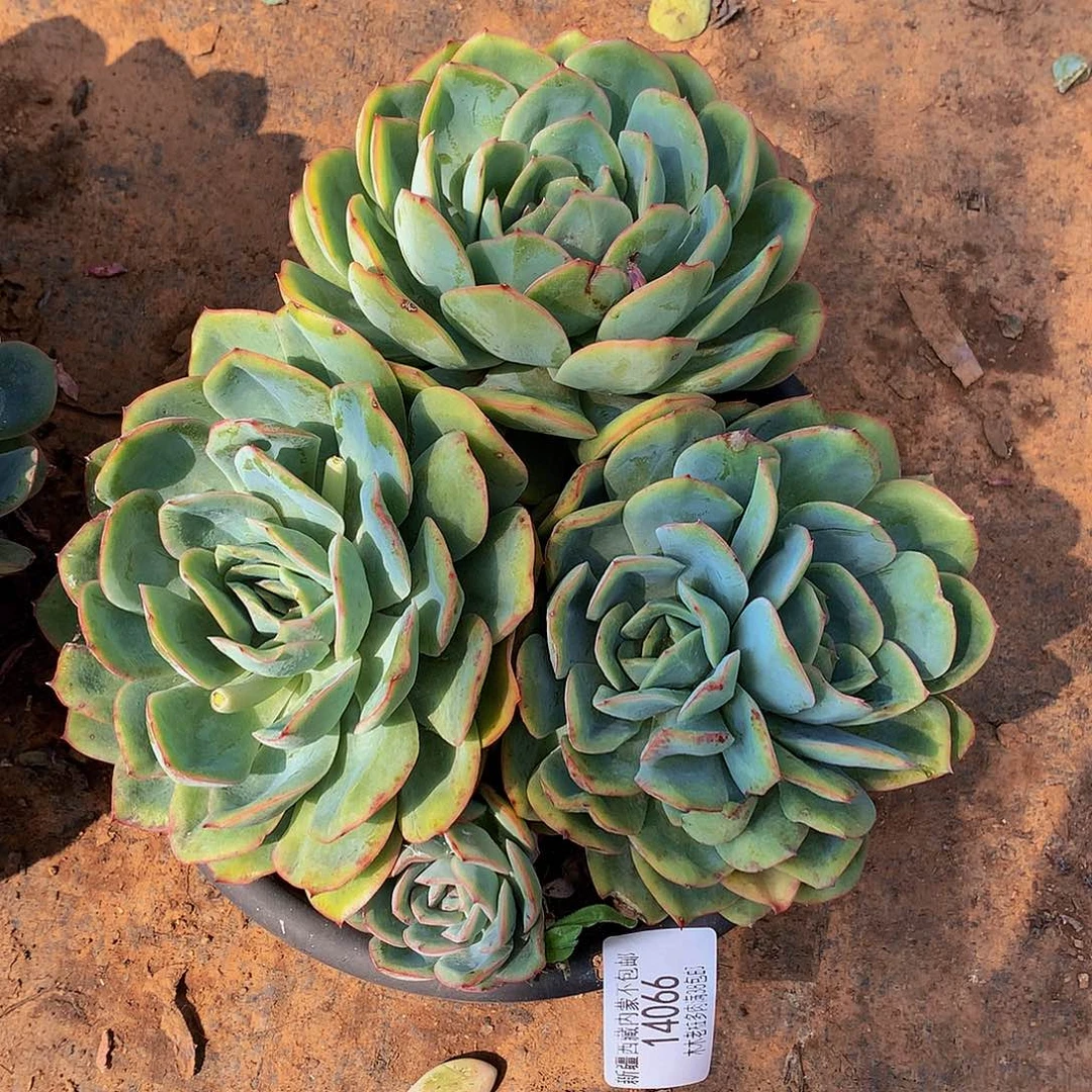 幸***️       晨露14066