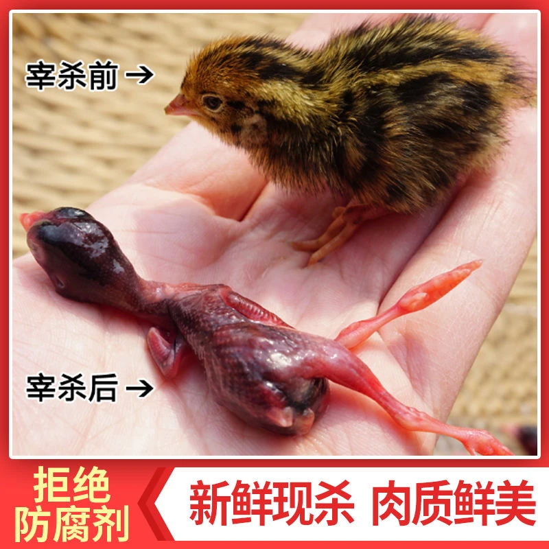 新鲜小鹌鹑肉宠物猫狗零食乳鹌鹑幼崽雏现杀生骨肉宠物主食冷冻