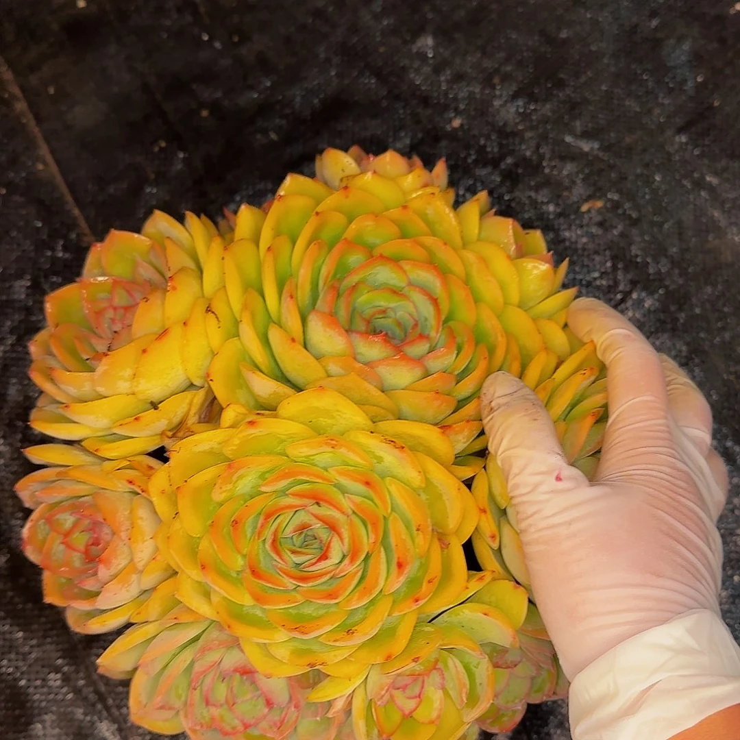 阿****龙啦啦咯哦我哦小杨小杨