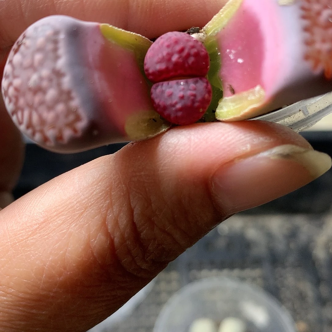 D446多肉植物保护研究所