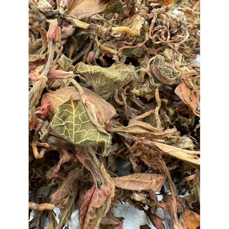 【阿豪精选】金线莲