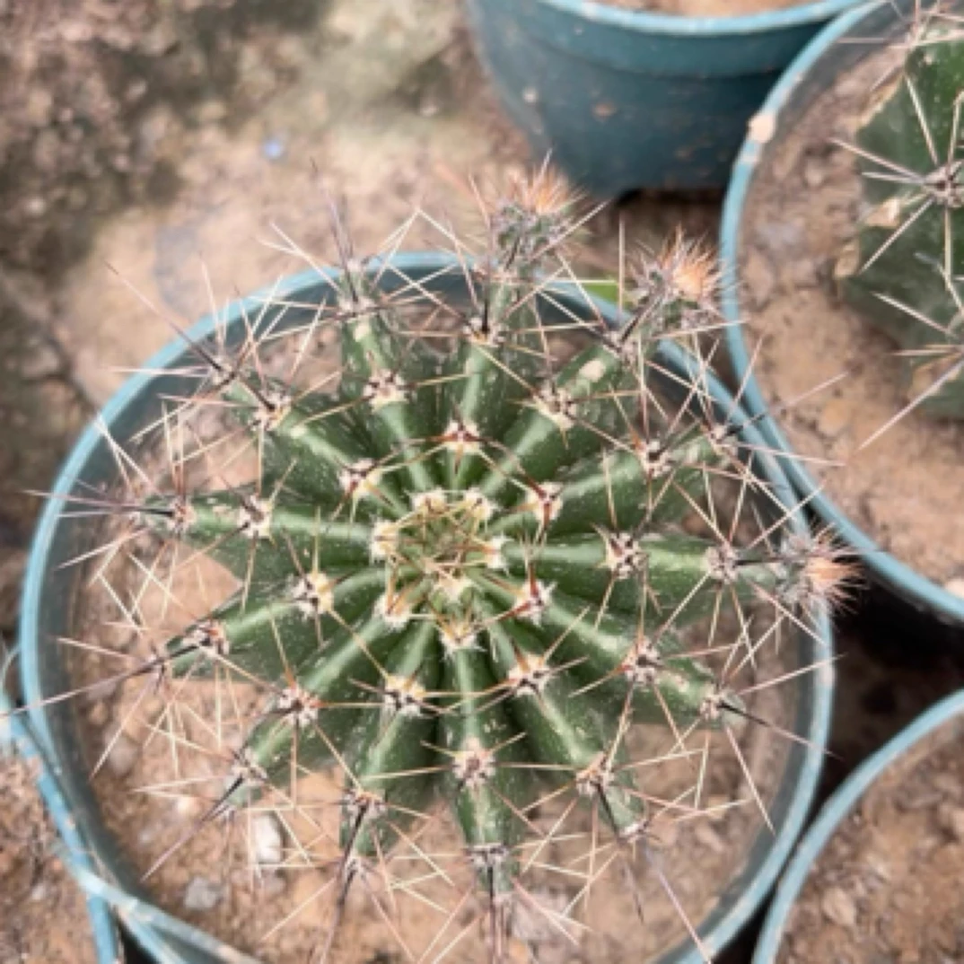 彩草绯可嫁接草球仙人球绿植盆栽可开花适合室内办公种植嫁接用