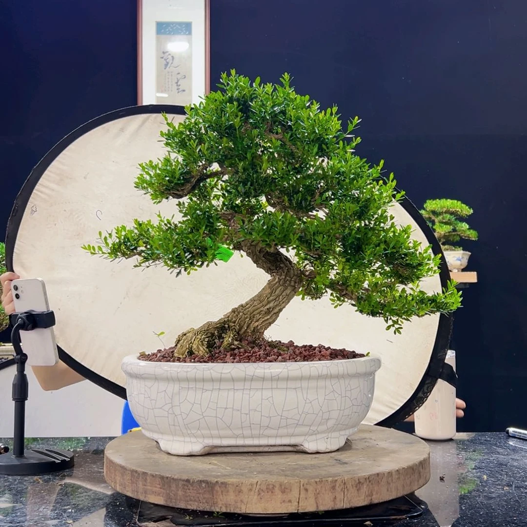 无花朵黄杨盆景四季常青