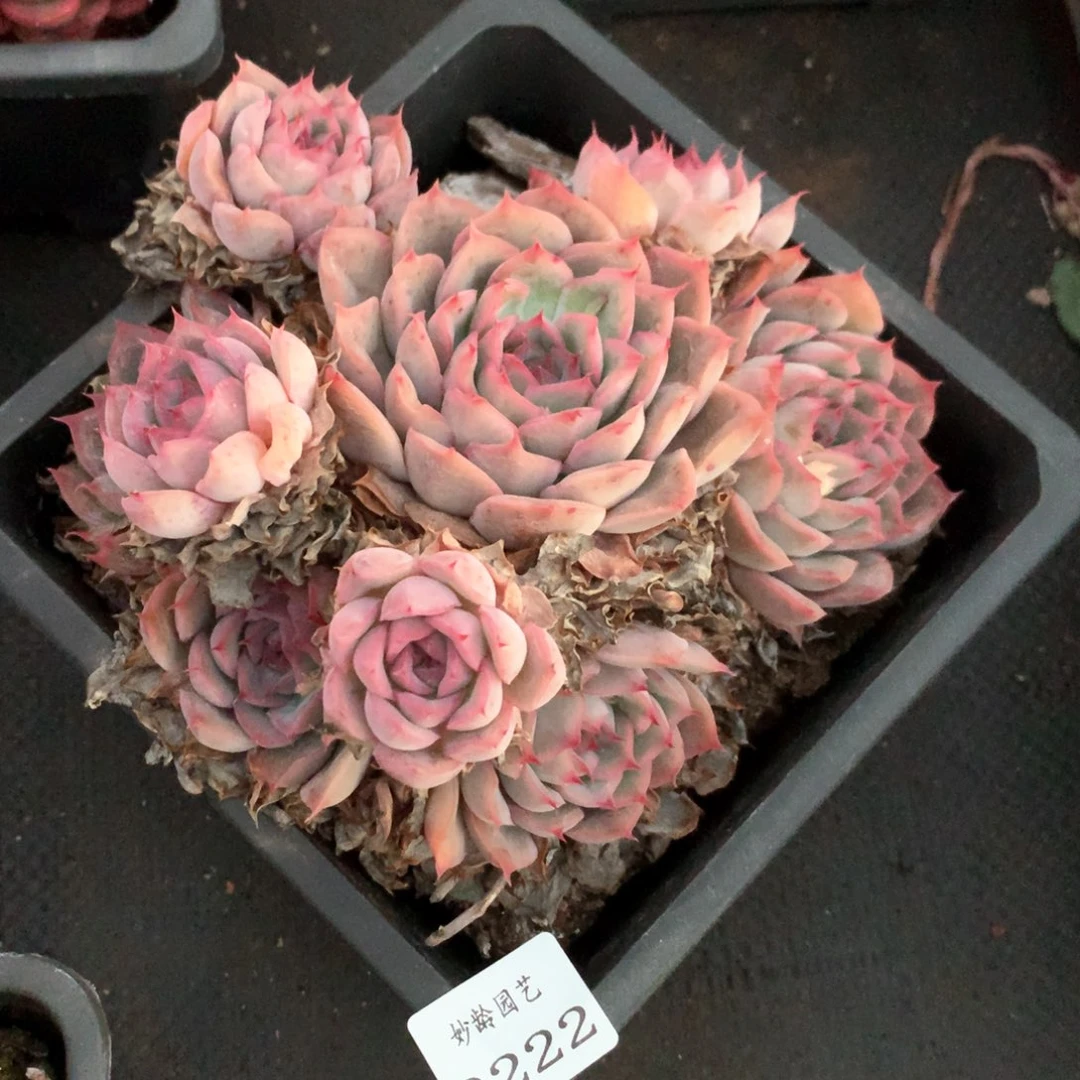 3222杂交多肉植物基地