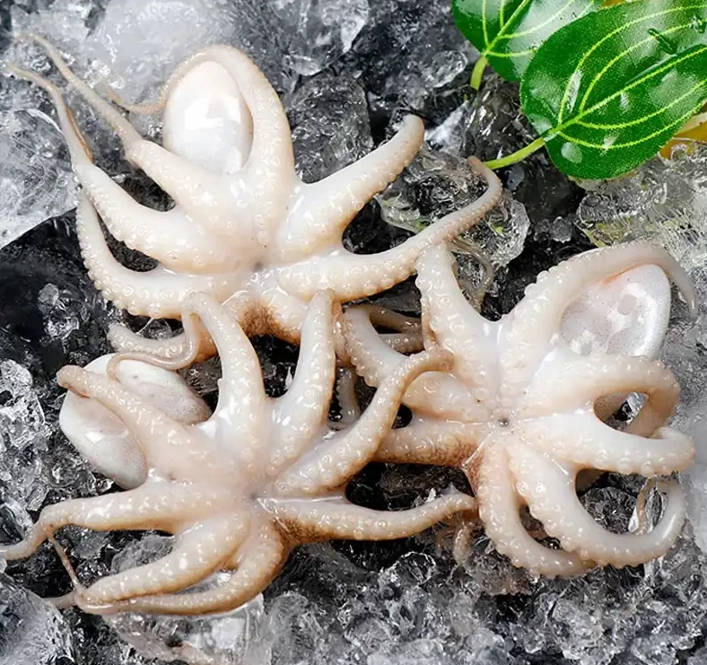 连云港发货  短腿八爪鱼 美味海鲜  2斤/4斤