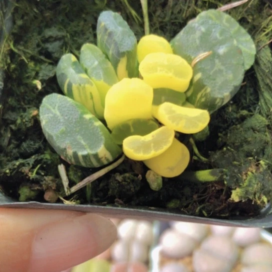 0031，北斋玉扇锦小群如图