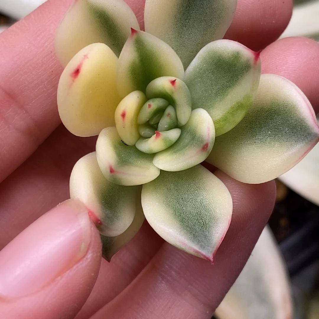 阿斯娜锦一物一拍