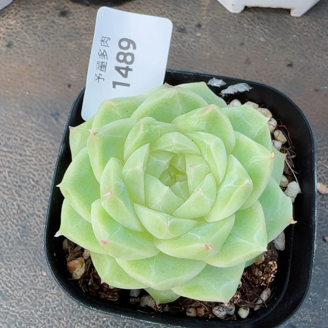 梨花白，1489多肉植物