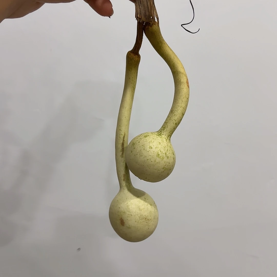 南***星葫芦cjcjfjgjbgjgbnbb