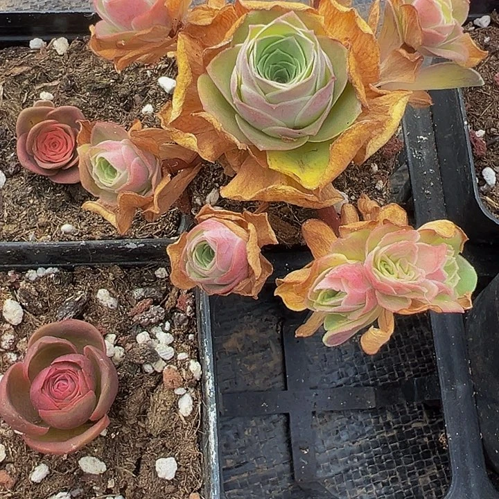 L****.精品系列山地玫瑰