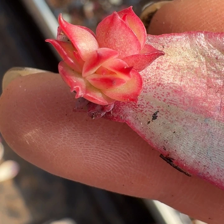 红颜蜜语一物一拍