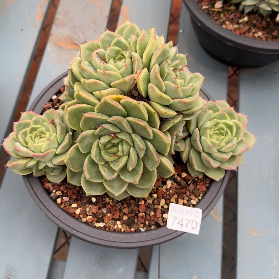 陌***开7470杂交多肉植物基地
