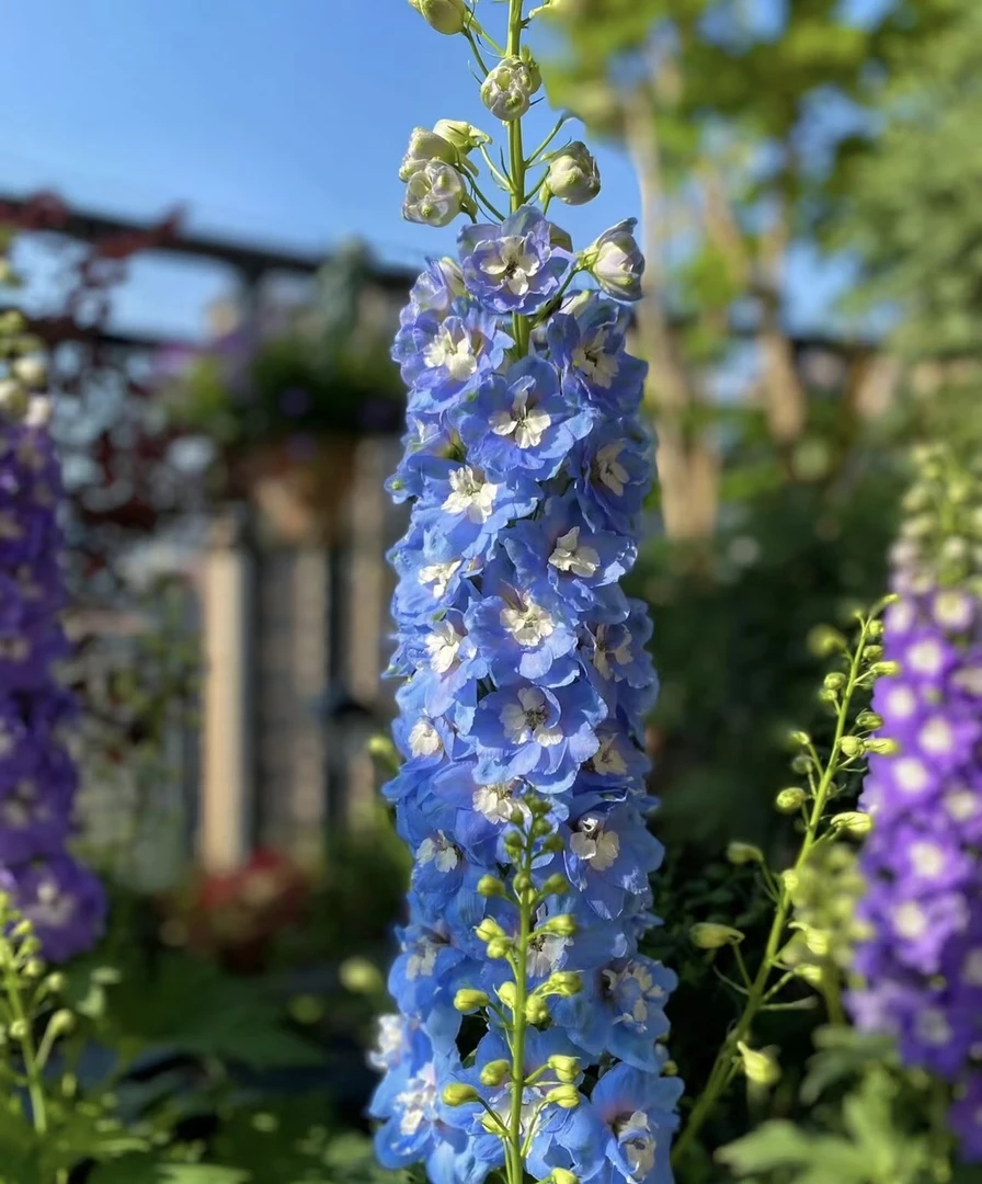 大花飞燕  盆栽爆花好养花期长阳台庭院 云南鲜花绿植