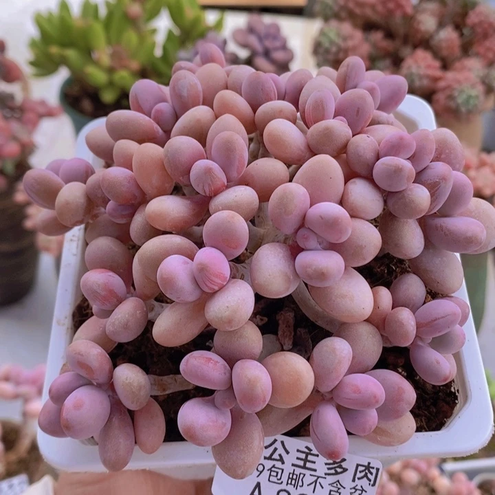 糖果桃蛋12cm822多肉植物