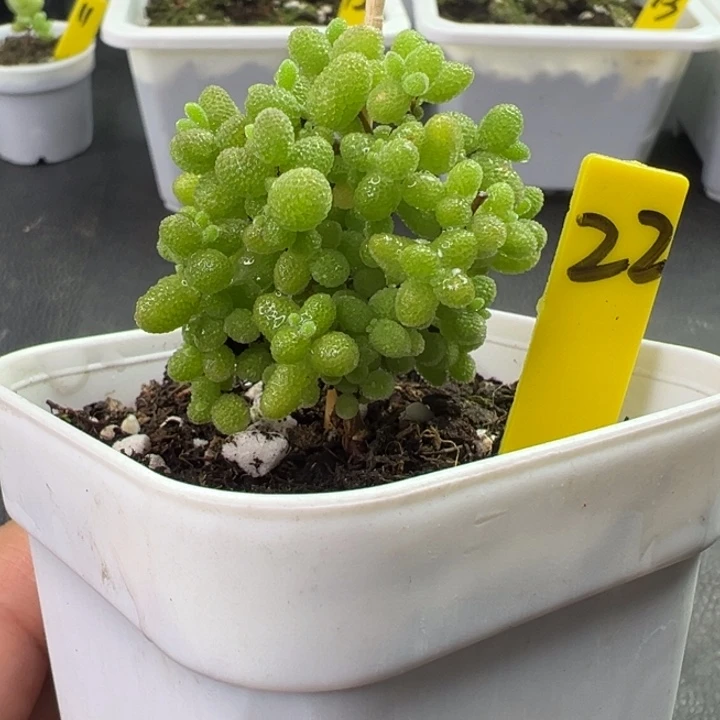 22号蜜橘 一物一拍