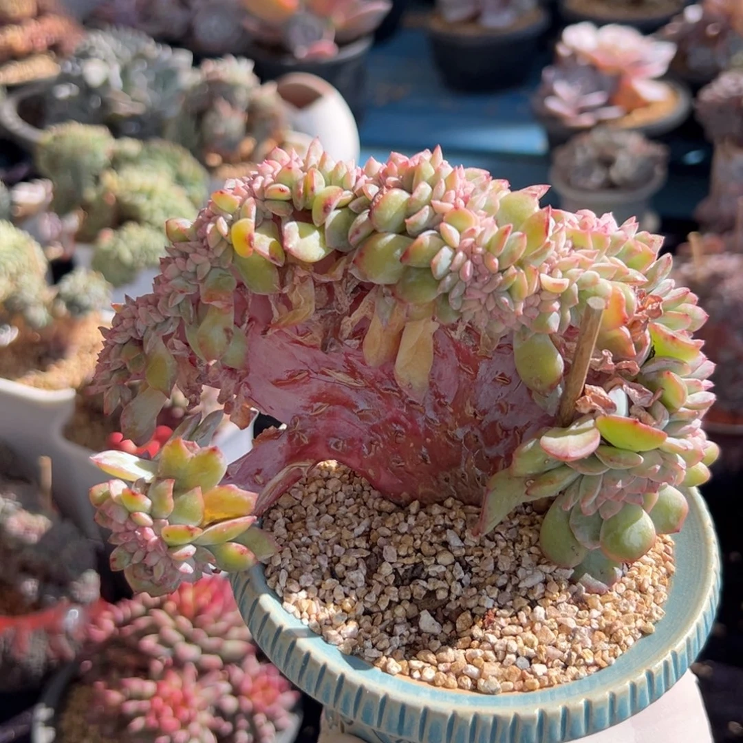 新年快乐 新年快乐