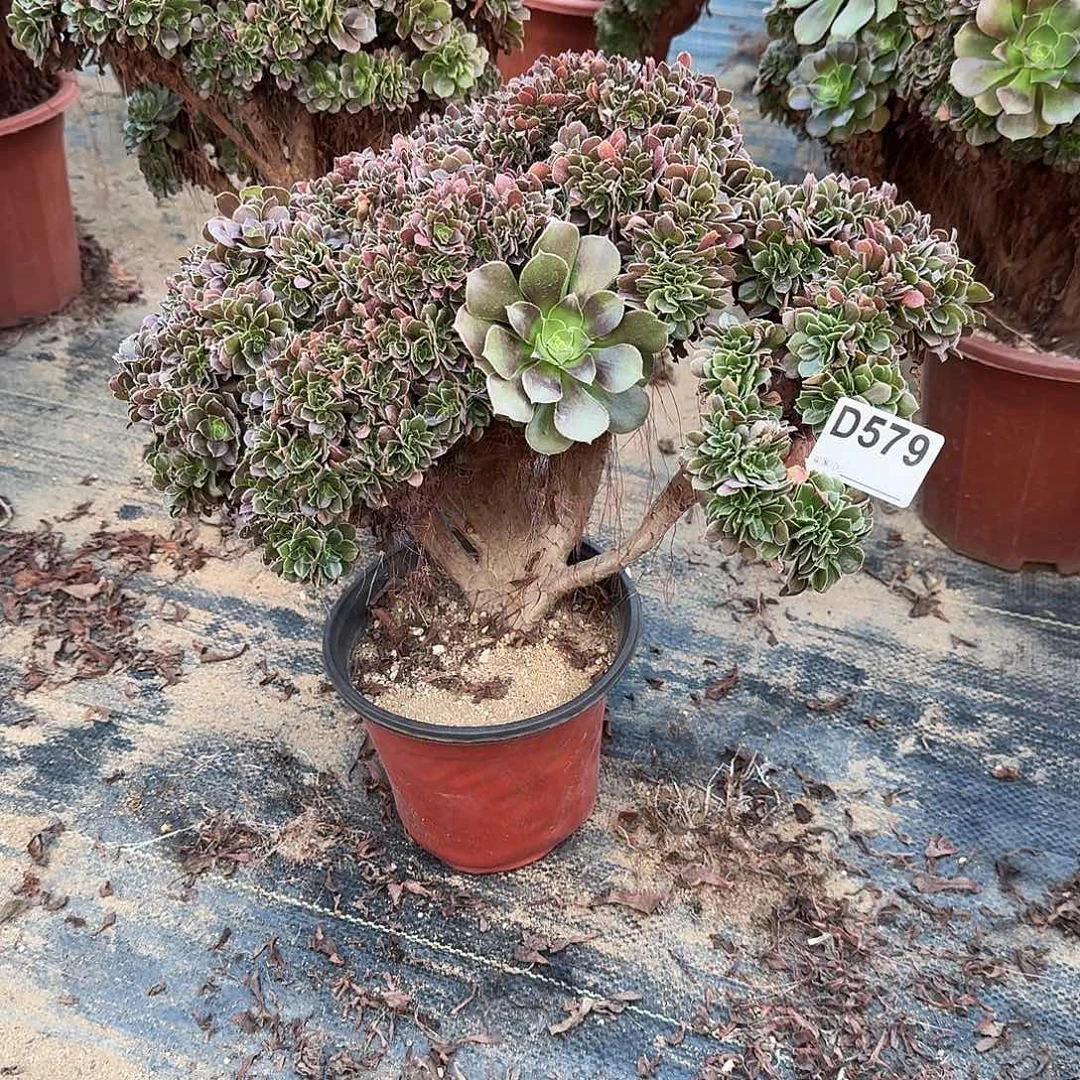 579玫瑰朵朵一颗满28包邮