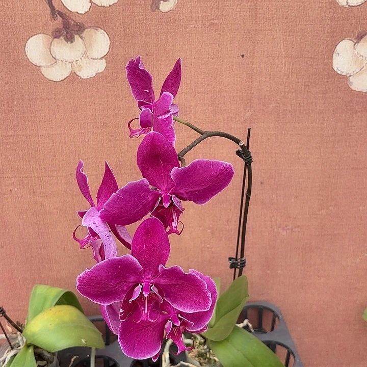 女***买完全开放0940蝴蝶兰实生