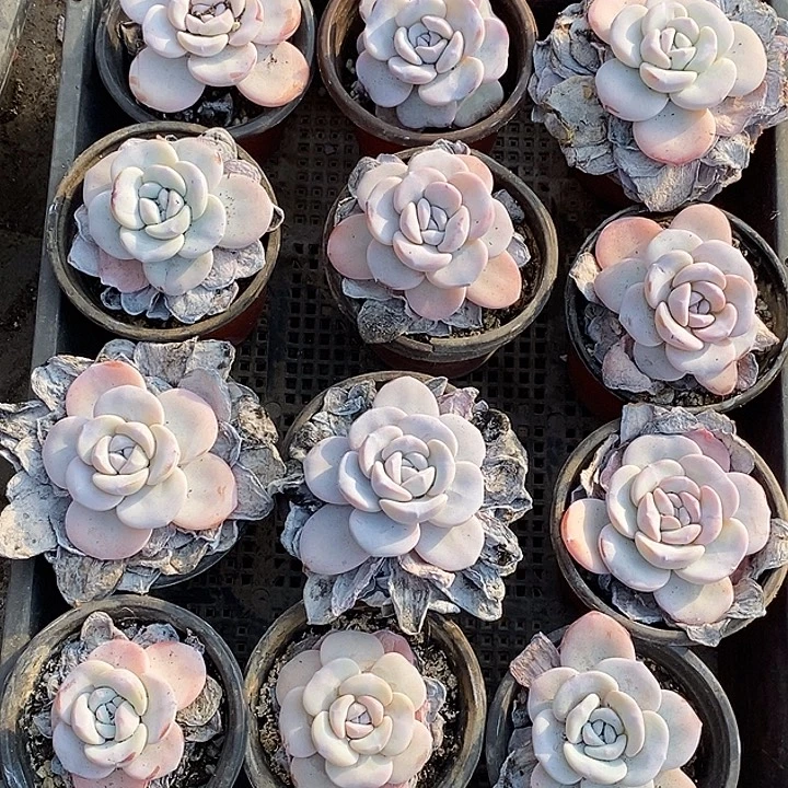 无花朵特价一筐雪莲（上筐）