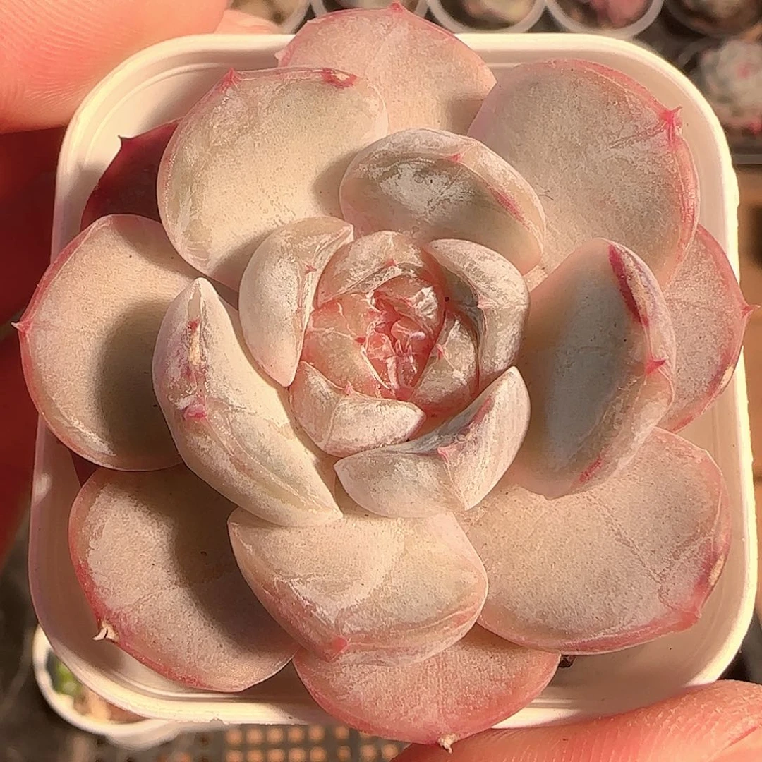 多肉1205-83福利福利