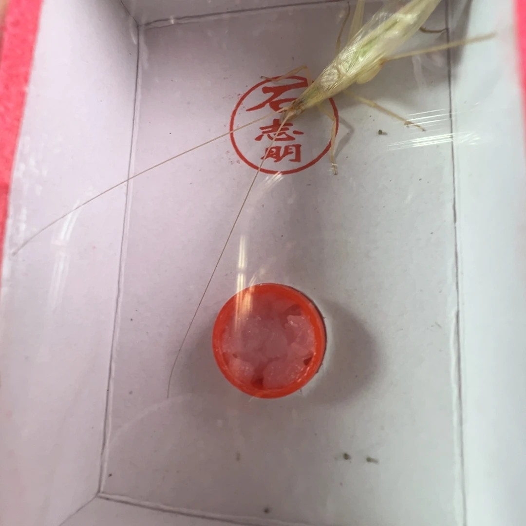 一只石杂青竹蛉漂亮