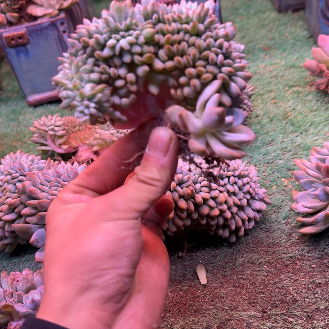 星影树缀无砍多肉