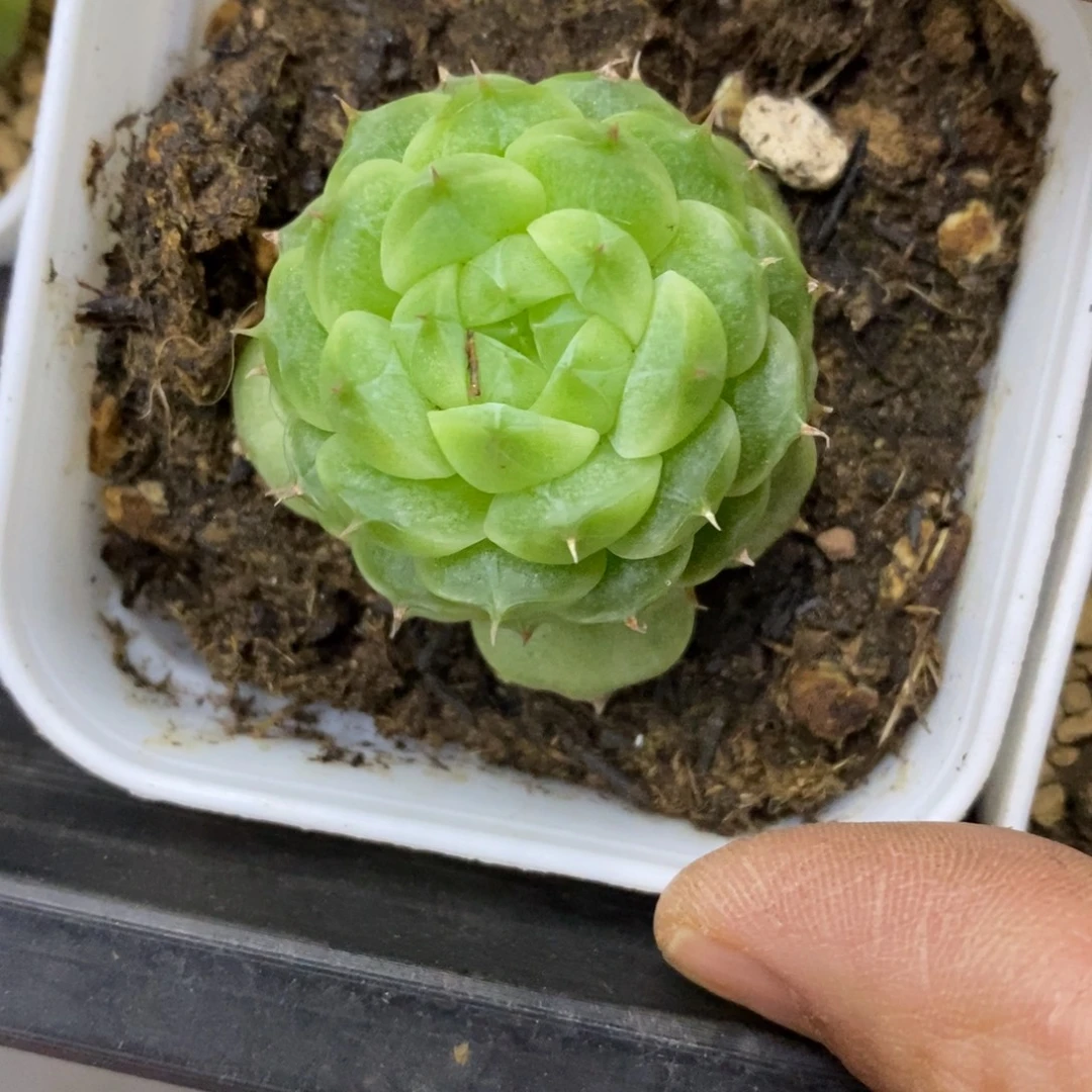 精品多肉一物一拍不包整318