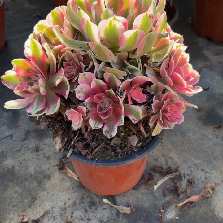 瑞妈多肉园艺958-