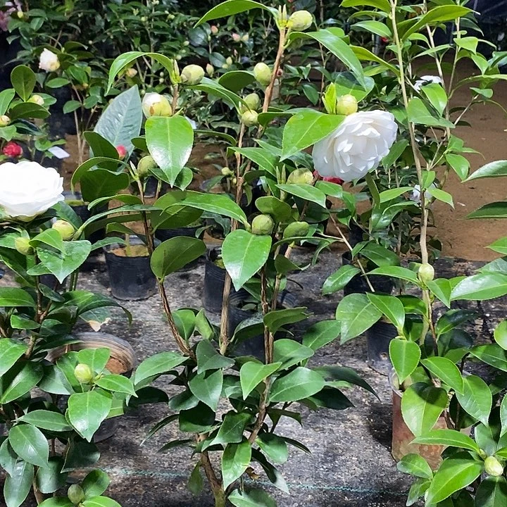 天鹅湖茶花。带苞 带分枝